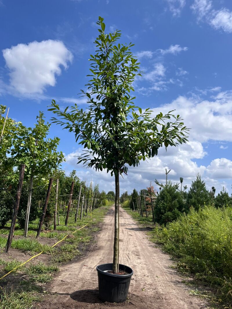 3x Laurierkers, Prunus 'Novita', leigeschikt, wintergroen, ca. 4 m hoog – foto 3 – kavel bij Onlineveilingmeester, Ederveen