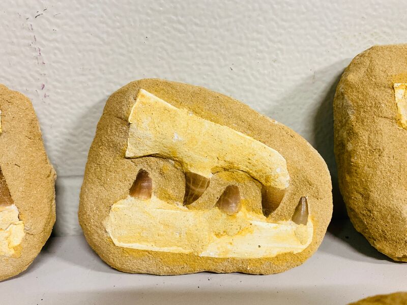 5x Mosasaurus fossielen – foto 4 – kavel bij Onlineveilingmeester, Gramsbergen