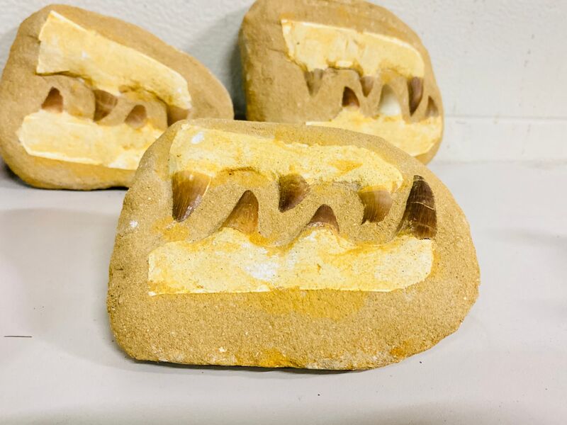 5x Mosasaurus fossielen – foto 7 – kavel bij Onlineveilingmeester, Gramsbergen