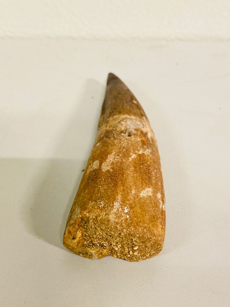 Spinosaurus tand (14 cm) – foto 3 – kavel bij Onlineveilingmeester, Gramsbergen