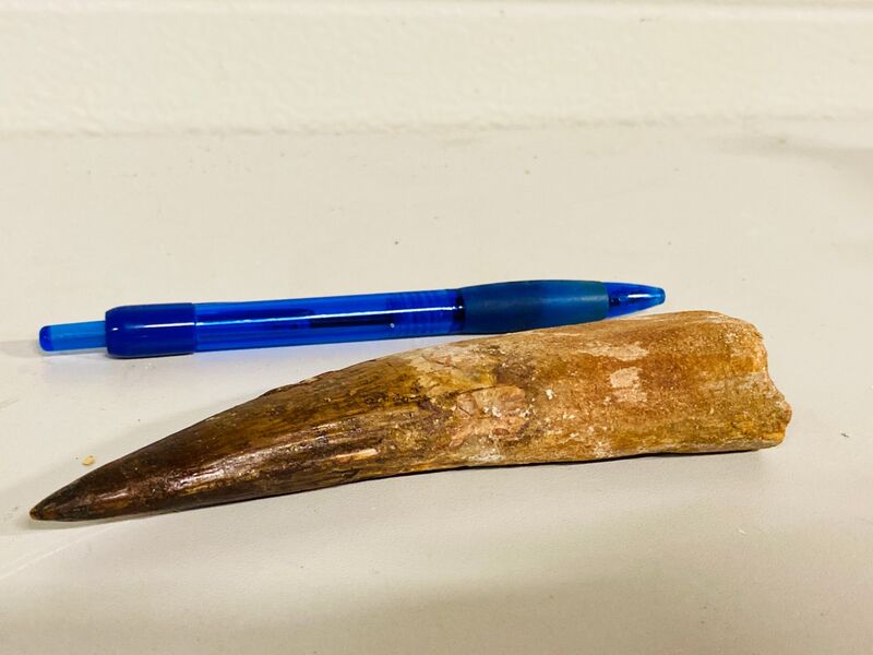 Spinosaurus tand (14 cm) – foto 5 – kavel bij Onlineveilingmeester, Gramsbergen
