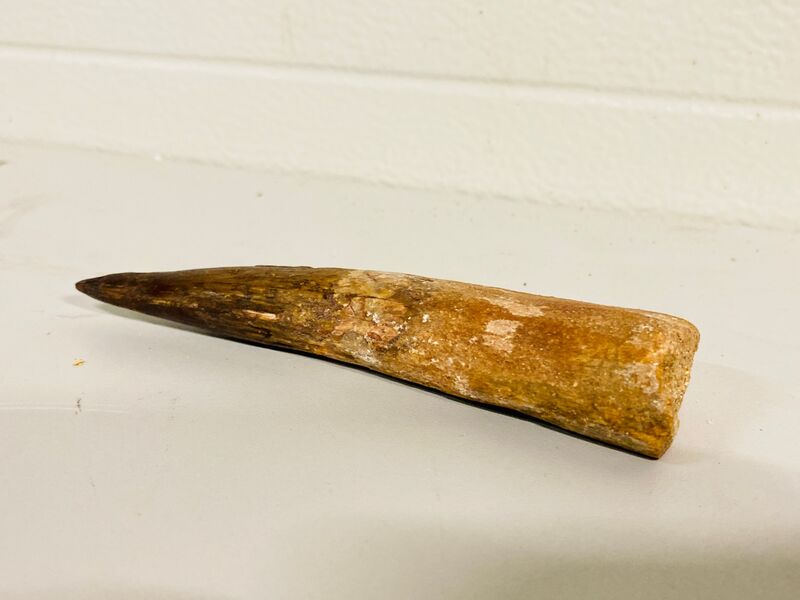 Spinosaurus tand (14 cm) – foto 2 – kavel bij Onlineveilingmeester, Gramsbergen