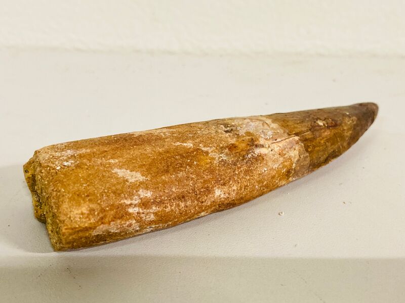 Spinosaurus tand (14 cm) – foto 4 – kavel bij Onlineveilingmeester, Gramsbergen