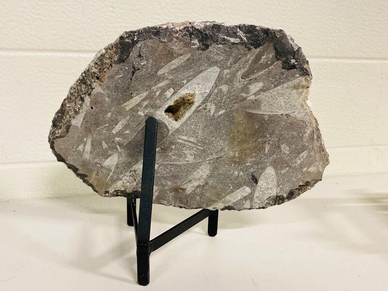 Plaat met Orthoceras fossielen – foto 5 – kavel bij Onlineveilingmeester, Gramsbergen